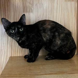 Nola, adult, available for adoption