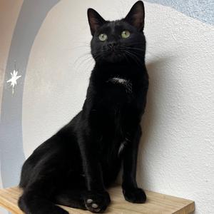 Harris, adult, available for adoption