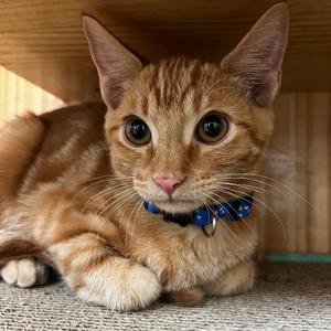 Roe, kitten, available for adoption