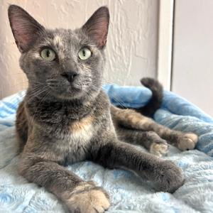 Celexa, adult, available for adoption