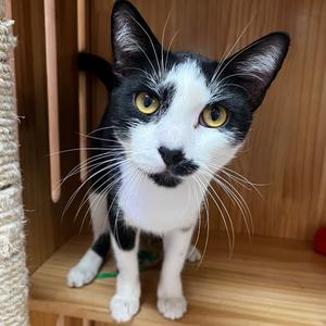 Lincoln, adult, available for adoption