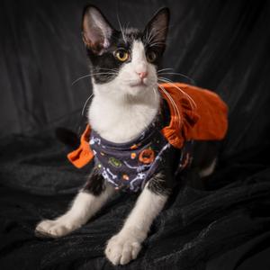 Dolly Purrton, kitten, available for adoption