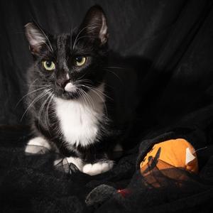 Sammy, kitten, available for adoption