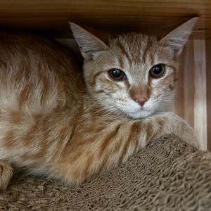 Bonny, kitten, available for adoption