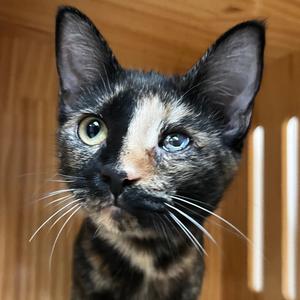 Pico, young, available for adoption