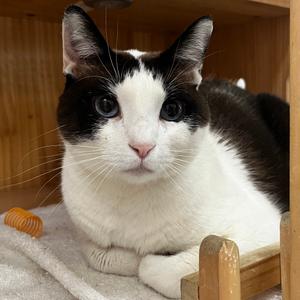Madam, senior, available for adoption
