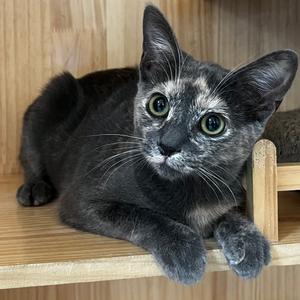 Jujube, kitten, available for adoption
