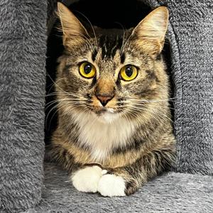 Nutmeg, adult, available for adoption
