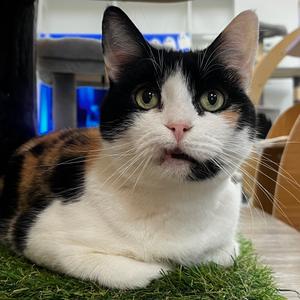 Duchess, adult, available for adoption