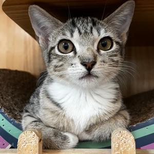 Donna, kitten, available for adoption