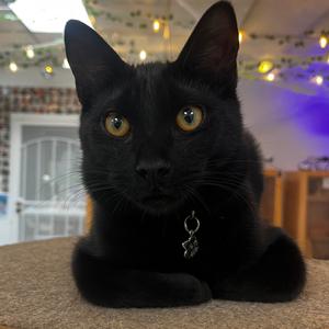 Franklin, young, available for adoption
