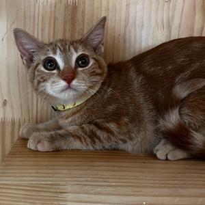 Popcorn, kitten, available for adoption