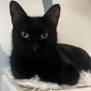 Booger, adult, available for adoption