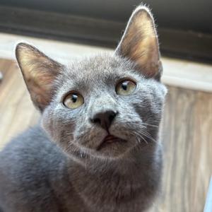 Luvox, kitten, available for adoption