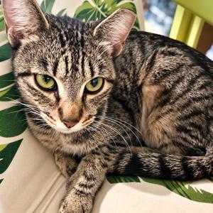 Pearl, adult, available for adoption
