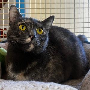 Paisley, adult, available for adoption