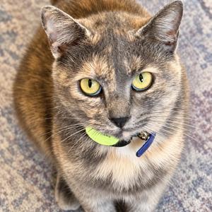 A close-up of a cat with green eyes and a green collar, looking directly at the camera.
