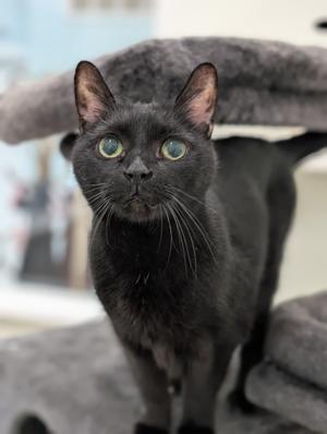 Binx, adult, available for adoption