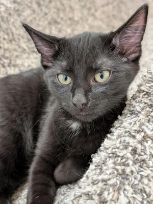 Bel Air, kitten, available for adoption