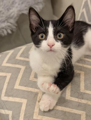 Amanda, kitten, available for adoption