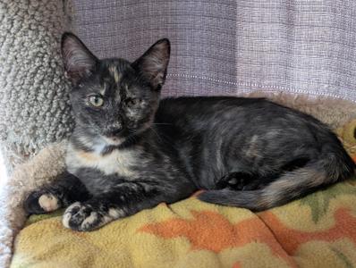 Cinnamon, kitten, available for adoption