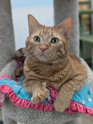 Gingerboy, adult, available for adoption