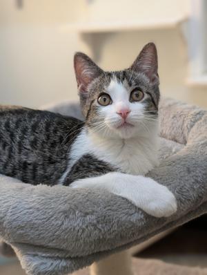 A gray and white tabby kitten sitting in a plush cat bed, looking up.