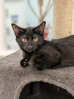 Doc, kitten, available for adoption
