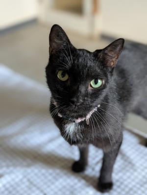 Brooke, adult, available for adoption