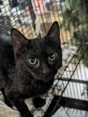 Annalise, kitten, available for adoption