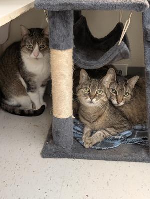 Bonnie Clyde and Spare Bonded, senior, available for adoption