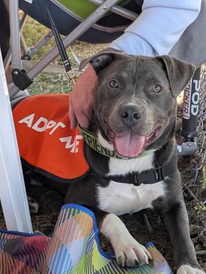 Ghost, American Staffordshire Terrier / Pit Bull Terrier, young, available for adoption