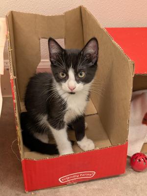 Dillon, kitten, available for adoption