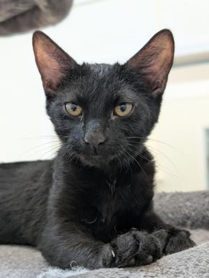 Anthony, kitten, available for adoption