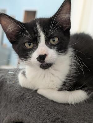 Beckey, kitten, available for adoption