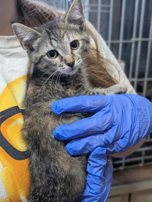 Dixie, kitten, available for adoption