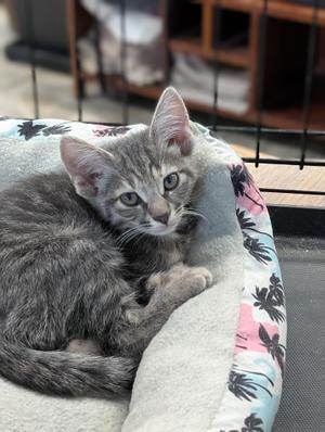 Lee, kitten, available for adoption