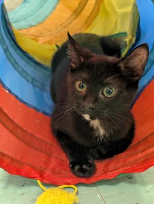 Echo, kitten, available for adoption