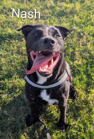 Nash, Labrador Retriever Mix, adult, available for adoption