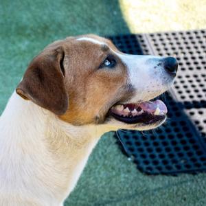 Bog, Hound Mix, young, available for adoption