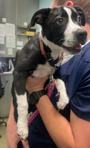 Becca, Border Collie Mix, puppy, available for adoption