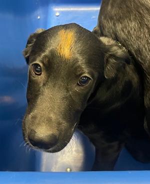 Buddha, Labrador Retriever Mix, puppy, available for adoption