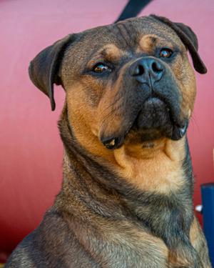 Braxton, Rottweiler Mix, adult, available for adoption