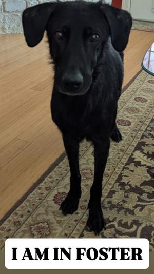 Norma, Labrador Retriever Mix, senior, available for adoption