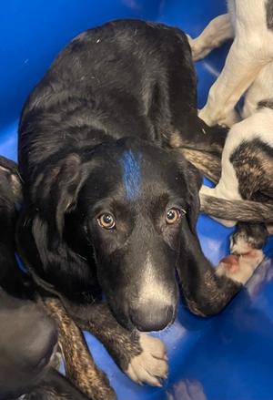 Budderball, Labrador Retriever Mix, puppy, available for adoption