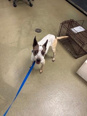 A white and brown dog with pointed ears is standing on a concrete floor, wearing a blue leash. The dog is looking up at the camera with its mouth open. In the background, there is a metal cage and a white object on the floor.
