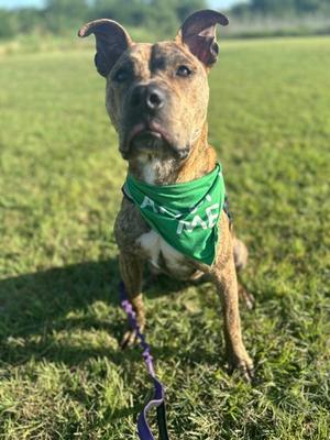 A brown and white dog wearing a green bandana with the text "ADOPT ME" on it, sitting on a grassy field.