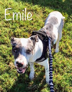 Emile, Catahoula Leopard Hound Mix, adult, available for adoption