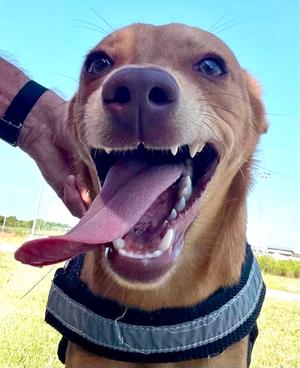Estrella, Mixed Breed, young, available for adoption