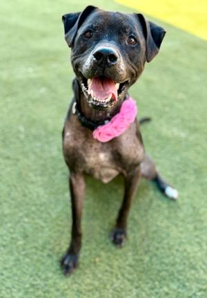 A black dog with a pink collar is sitting on a green surface, smiling with its mouth open.